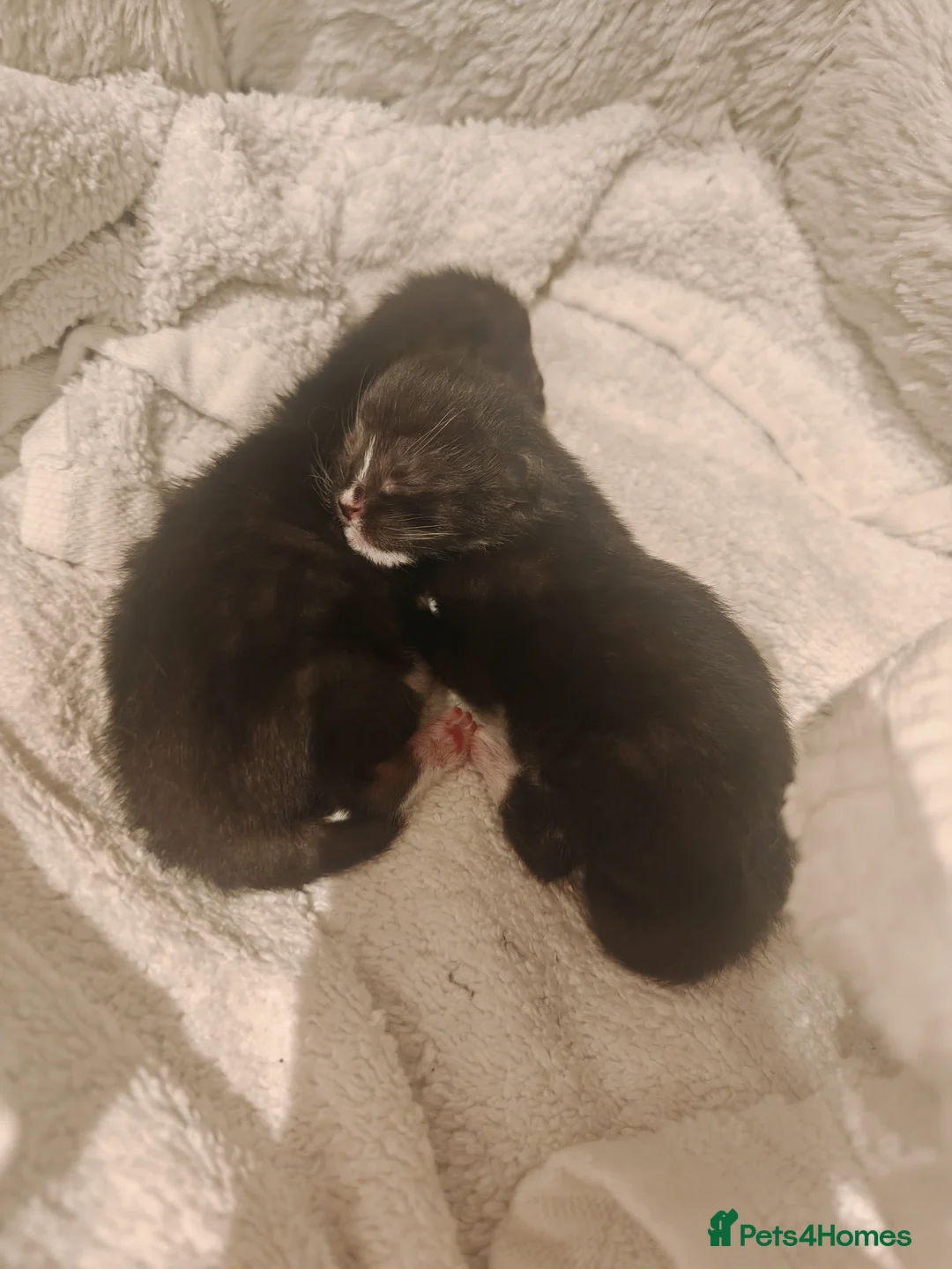 Ragdoll cats for sale: Ragdoll mix kittens  - Advert 2