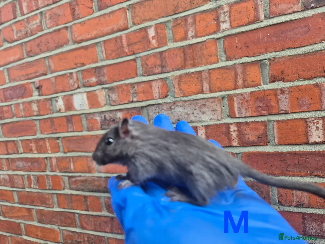 Gerbil rodents for sale: 7 week old gerbils - Advert 5