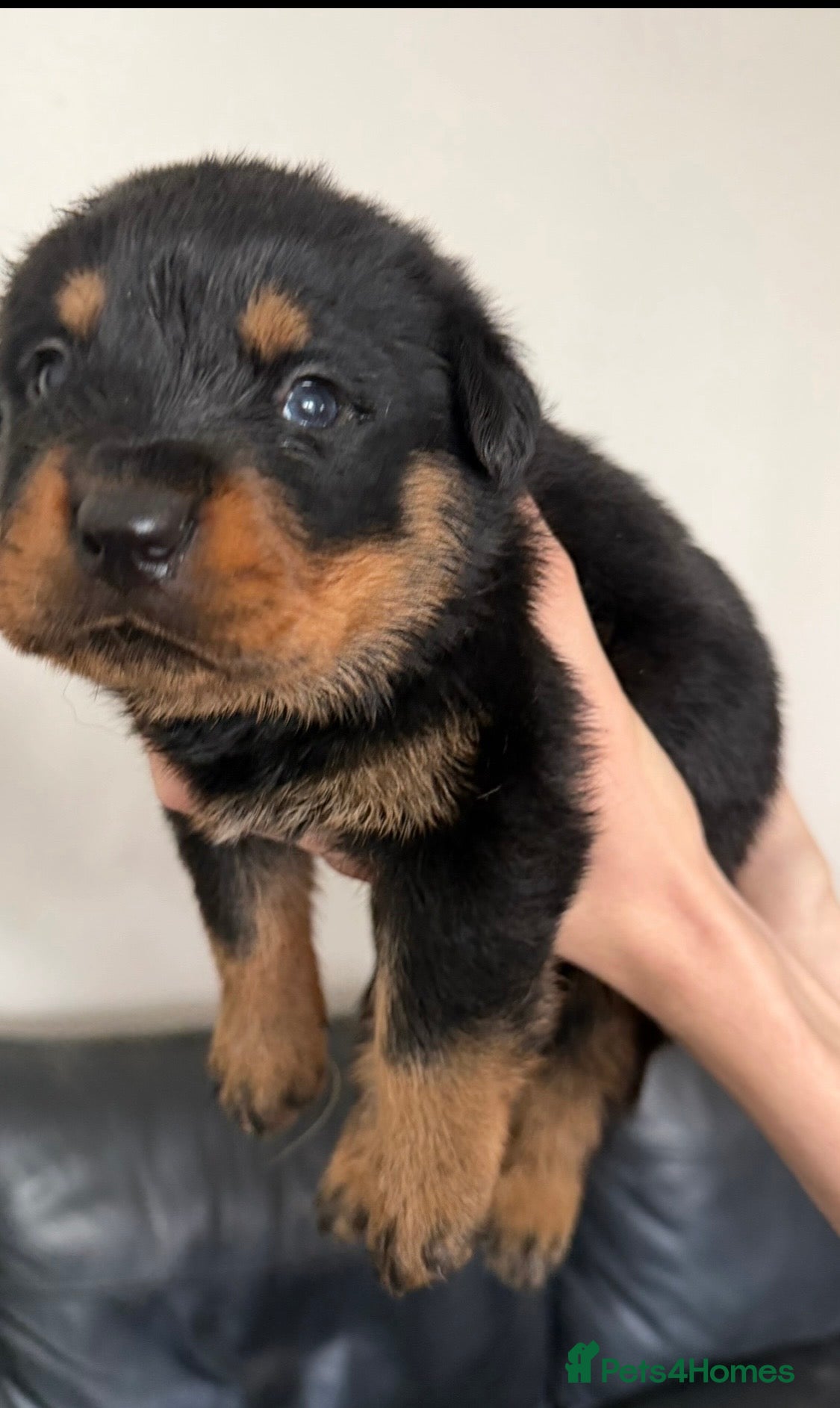 Rottweiler dogs Beautiful KC Rottweiler Pups for sale Essex £1500  - Advert 5