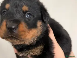 Rottweiler dogs Beautiful KC Rottweiler Pups for sale Essex £1500 - Advert 5