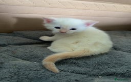 Mixed Breed cats for sale: Male Kitten for sale!  - Image 13