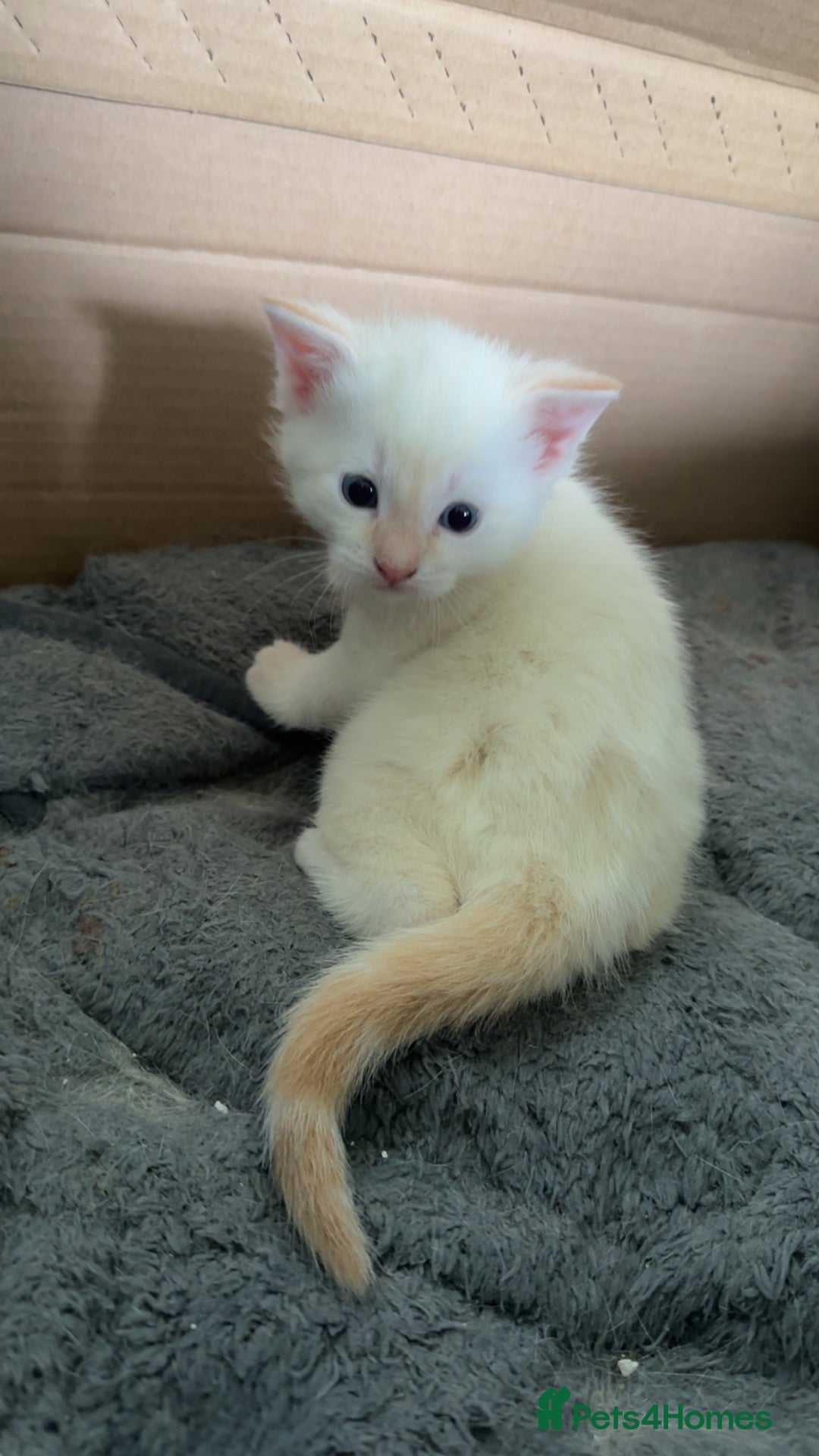 Mixed Breed cats for sale: Male Kitten for sale!  - Image 13