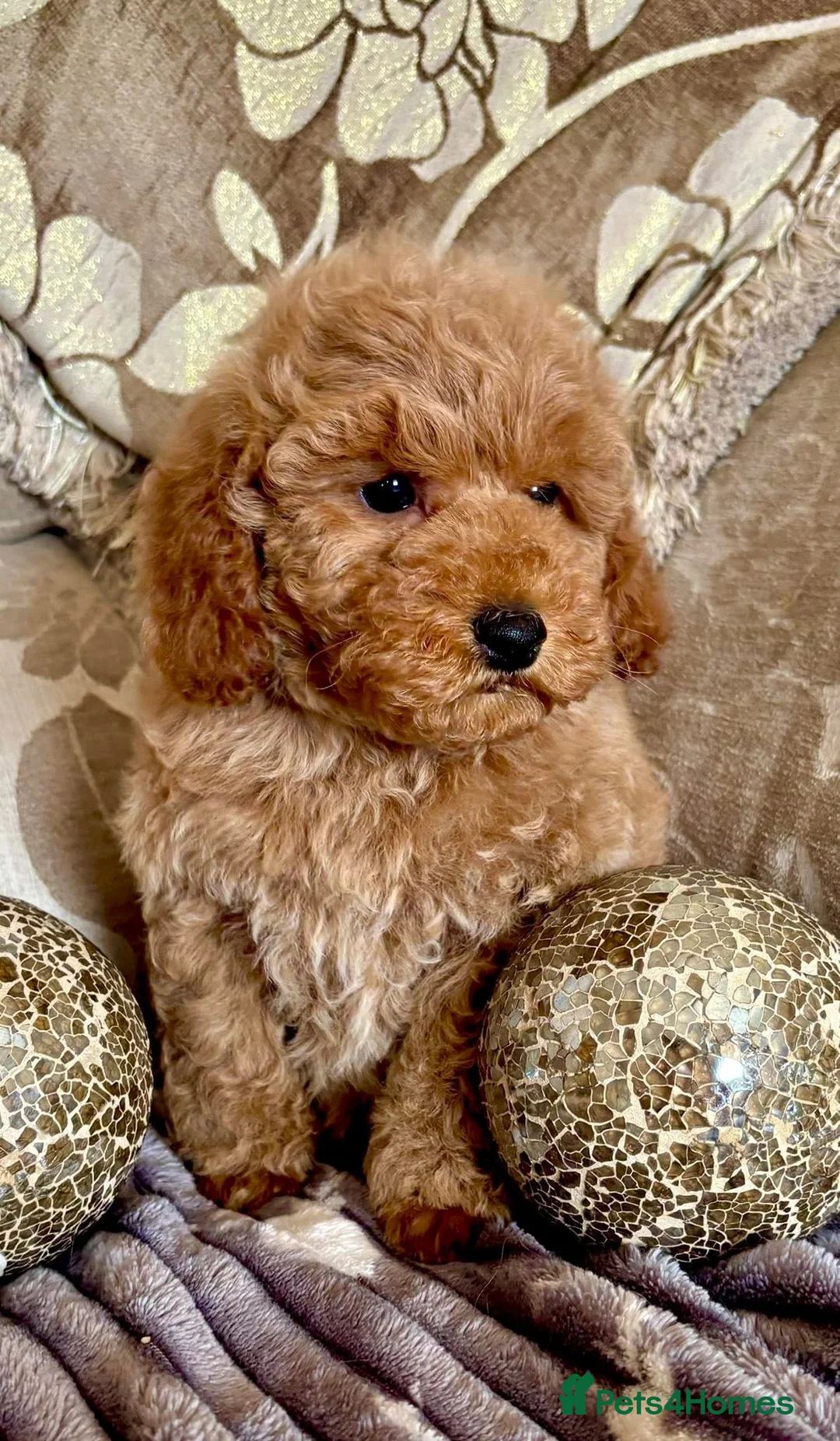 Miniature Poodle dogs for sale: KC Reg Miniature Poodle Girl Available - Advert 2
