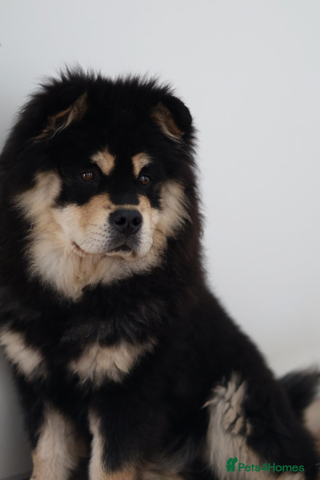 Chow Chow dogs Eevee - 7 month old chow  - Advert 2