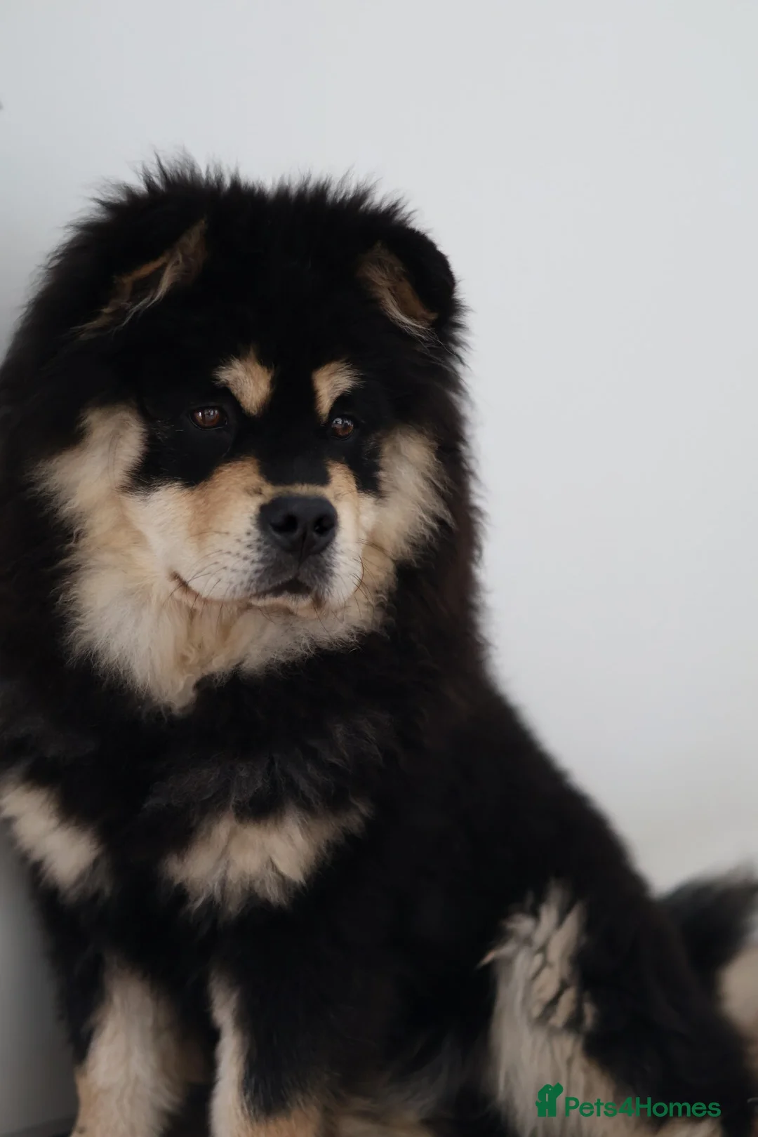 Chow Chow dogs for sale: Eevee - 7 month old chow  - Advert 1
