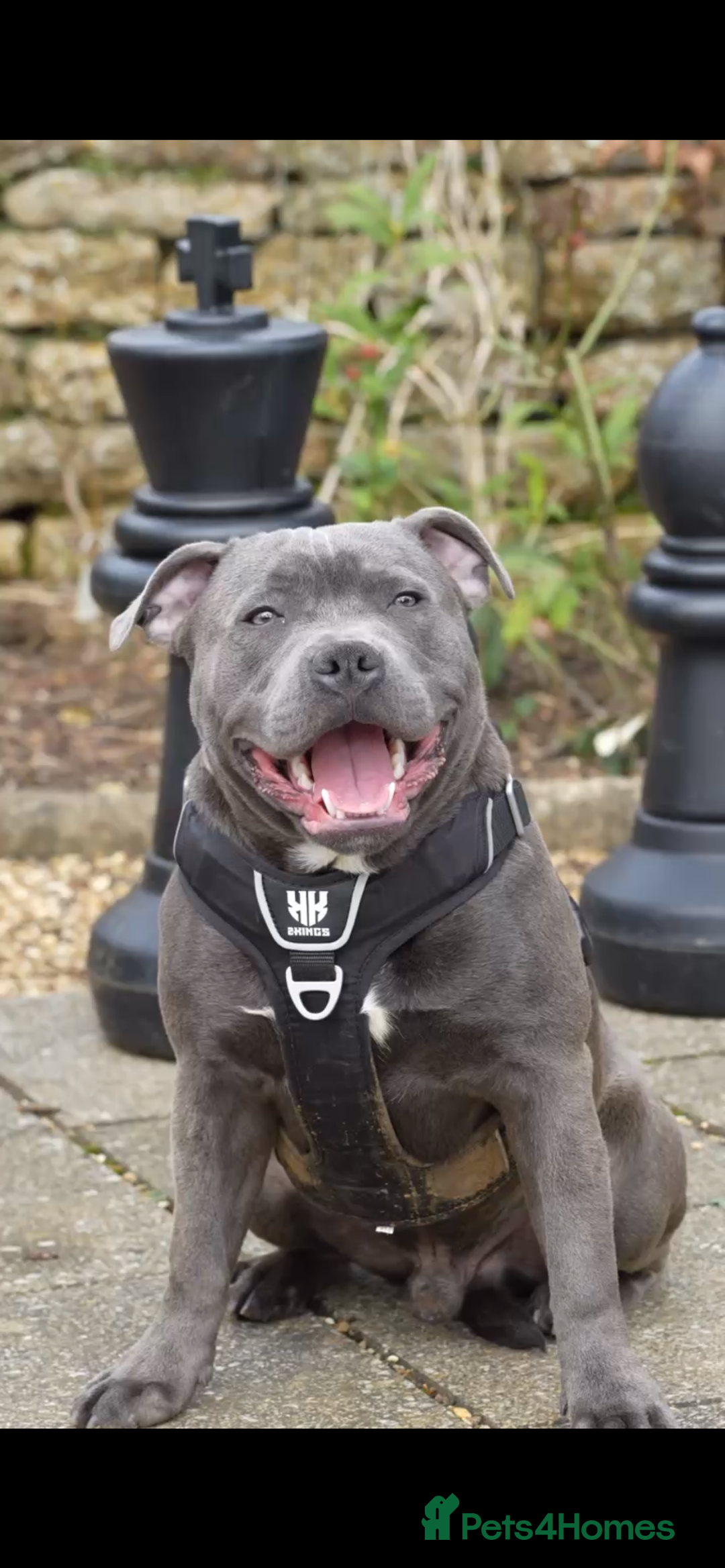 Staffordshire Bull Terrier dogs for sale: Ready now! Stunning Staffy Puppies 🐶 - Advert 17