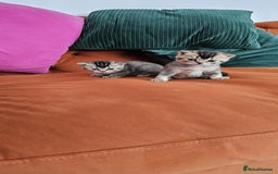 British Shorthair cats for sale: Golden British shorthairs  - Image 14