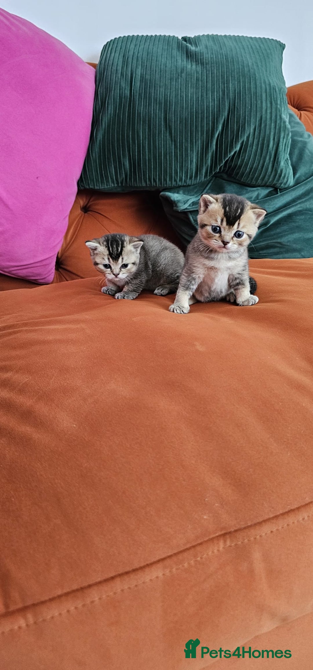 British Shorthair cats for sale: Golden British shorthairs  - Image 14