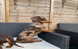 Dachshund dogs for stud: Miniature Dachshund Stud Kc registered & Pra clear in Stowmarket - Image 6