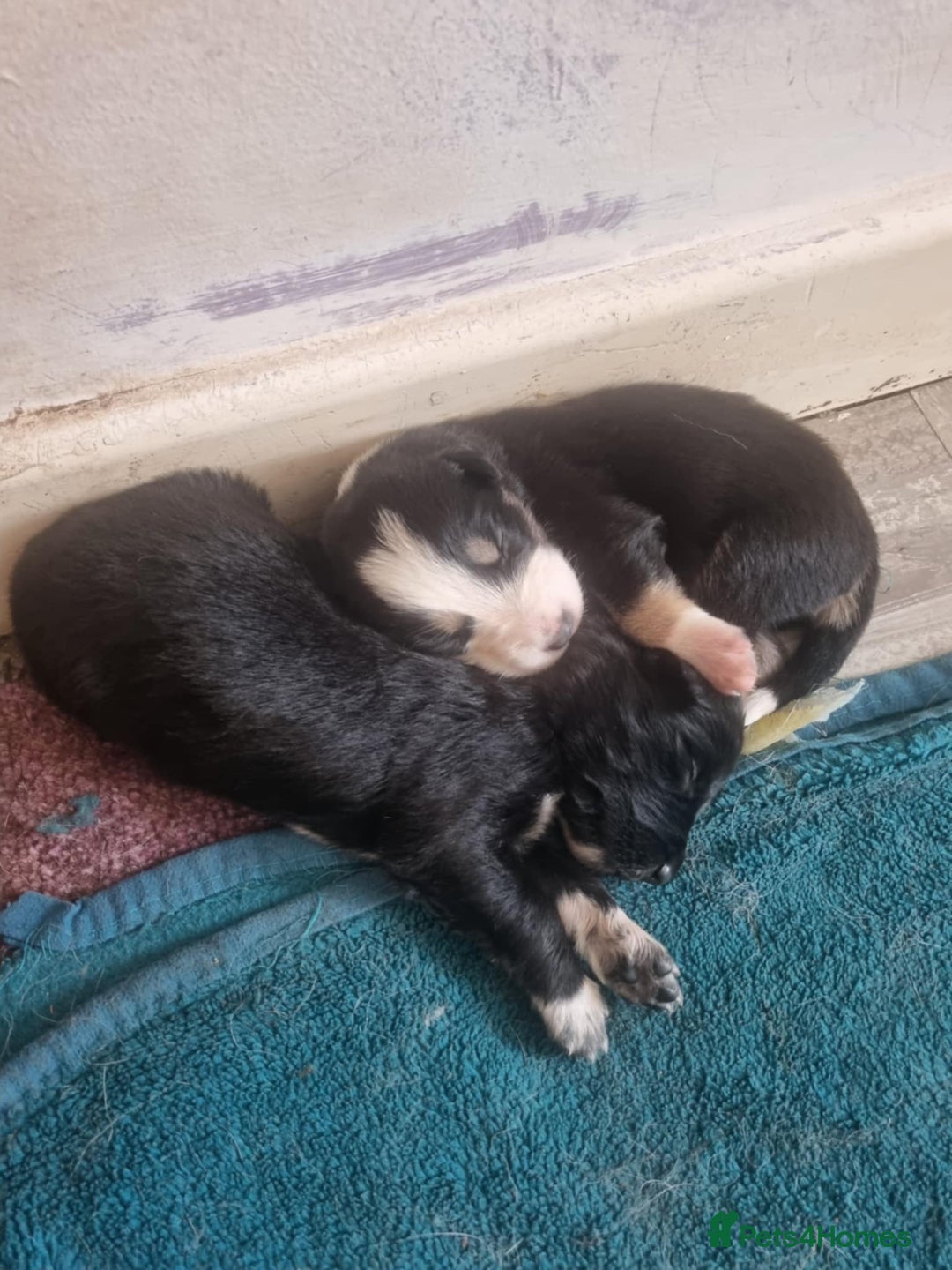 Border Collie dogs for sale: new litter of border collie pups for sale  - Image 8