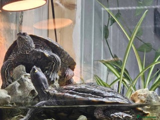 Turtle reptiles Free to good home - Advert 1