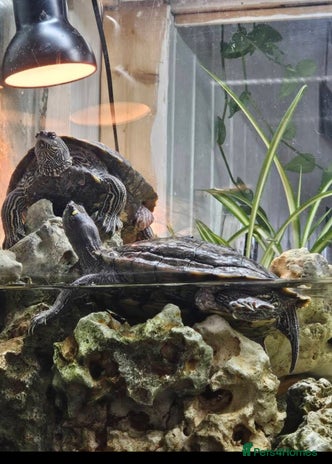 Turtle reptiles Free to good home - Advert 1