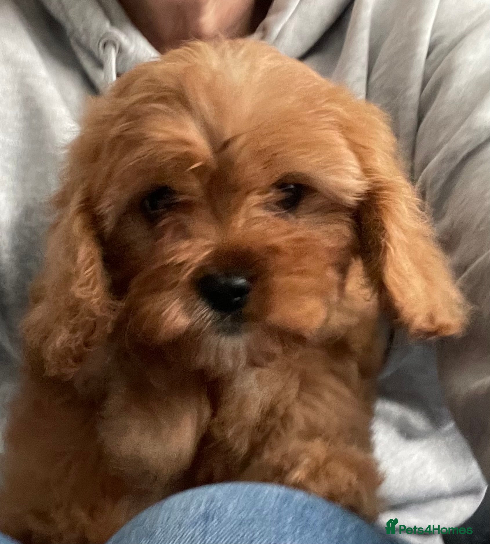 Cavapoo dogs 🐶🐩🐾ADORABLE MINIATURE CAVAPOO🐾🐩🐶 - Advert 2