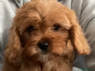 Cavapoo dogs 🐶🐩🐾ADORABLE MINIATURE CAVAPOO🐾🐩🐶 - Advert 2
