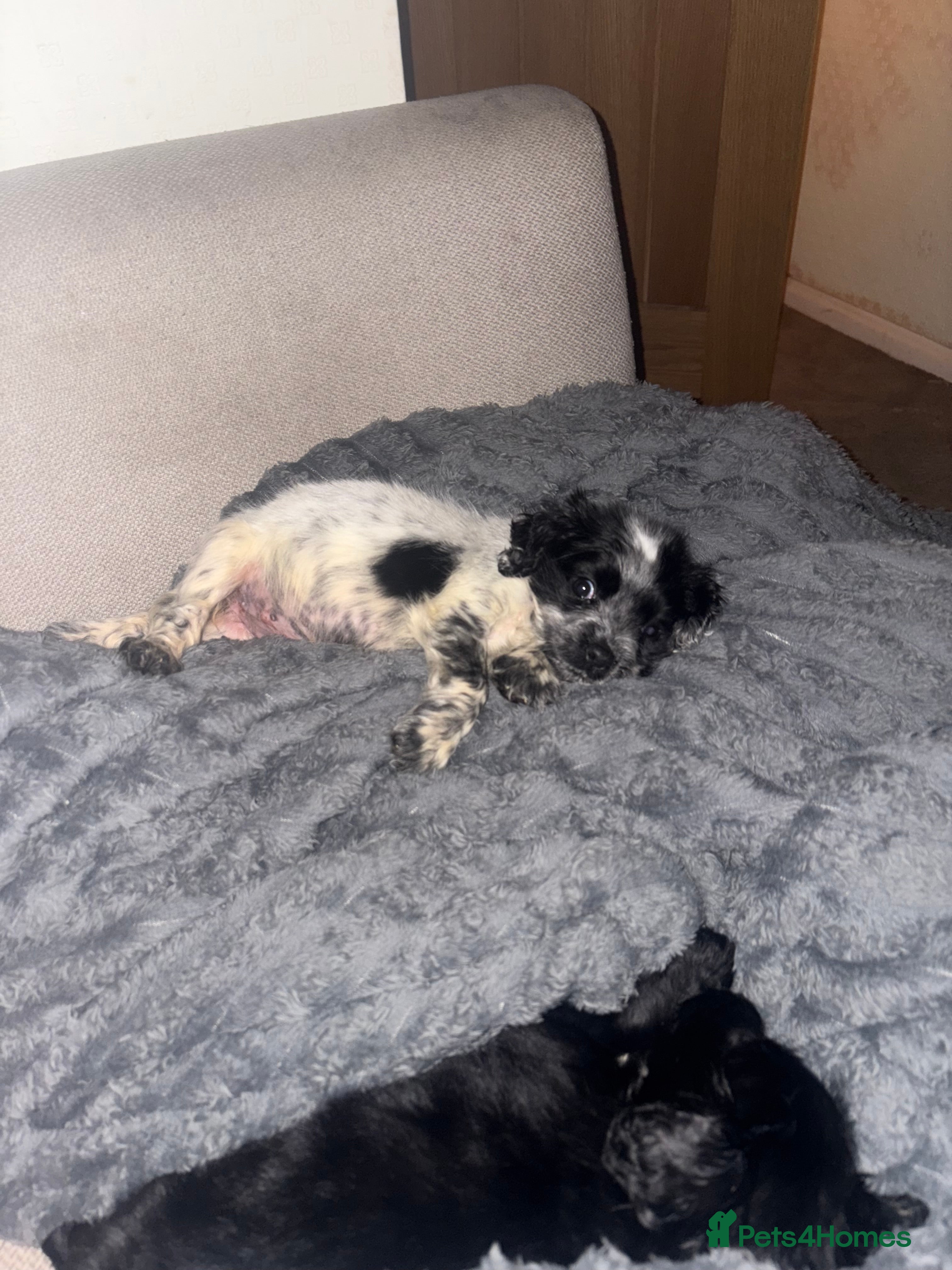 Cocker Spaniel dogs 9 weeks old cocker spaniel pup - Advert 1