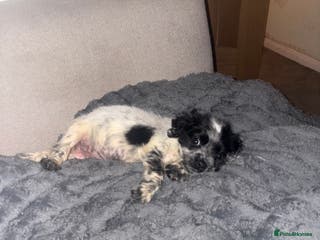 Cocker Spaniel dogs 9 weeks old cocker spaniel pup - Advert 9