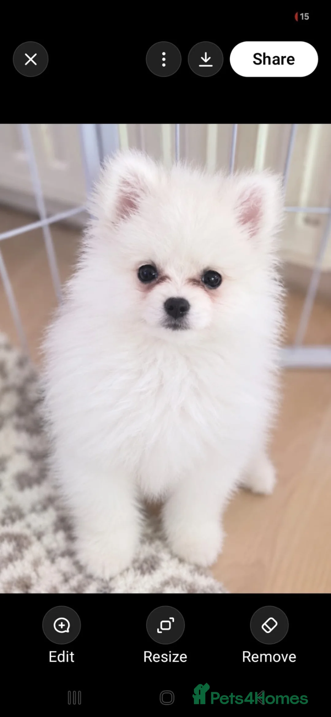 Pomeranian dogs for sale: Pomeranian puppies in London - Advert 2