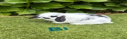 Mini Lop rabbits for sale: Pure bred mini lops baby rabbits. - Advert 4
