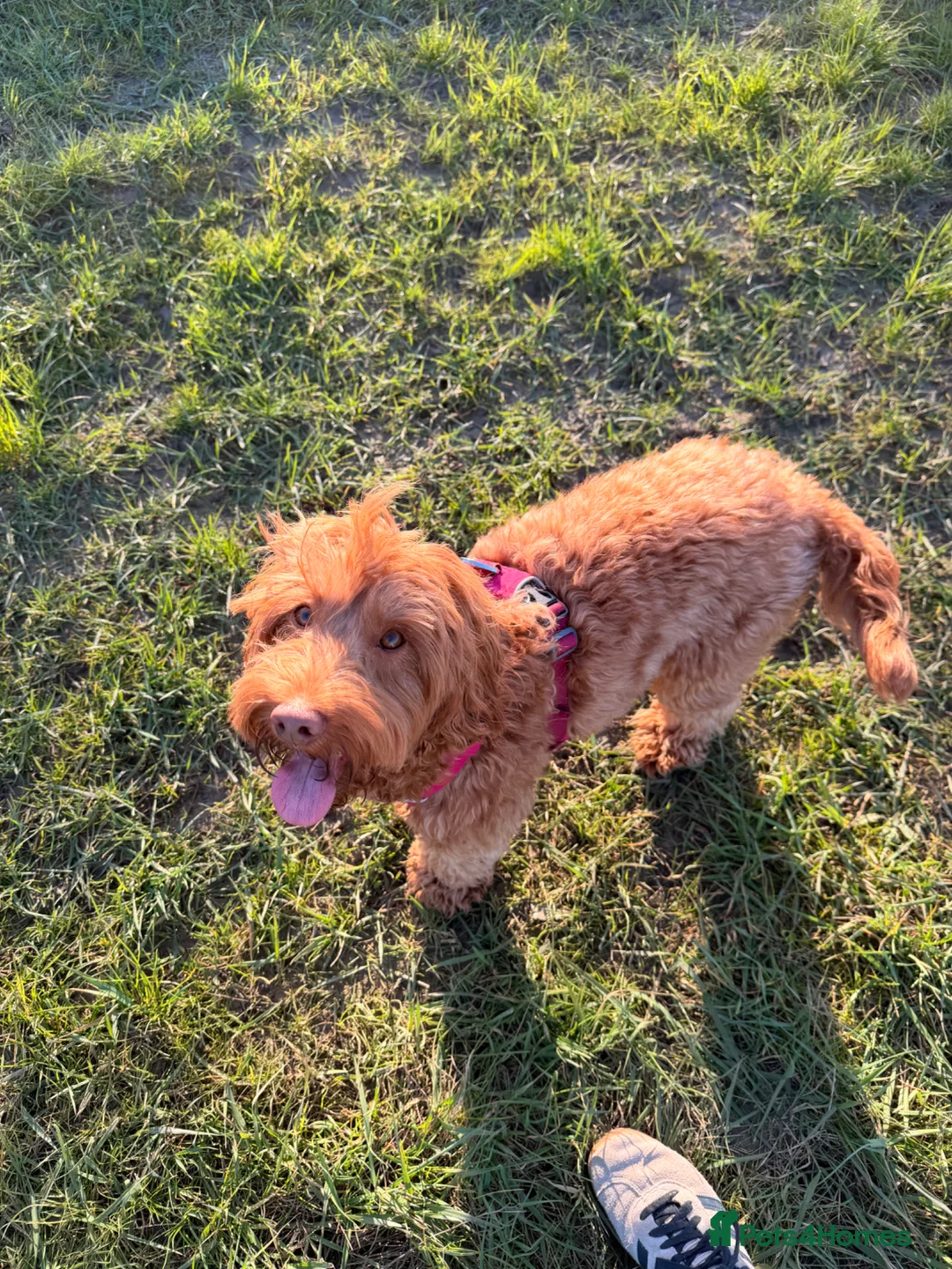 Cockapoo dogs for sale: Waiting List Open ** Due 30th May - Advert 2
