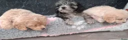 Cockapoo dogs for sale: Beautiful cockerpoos for sale - Advert 7
