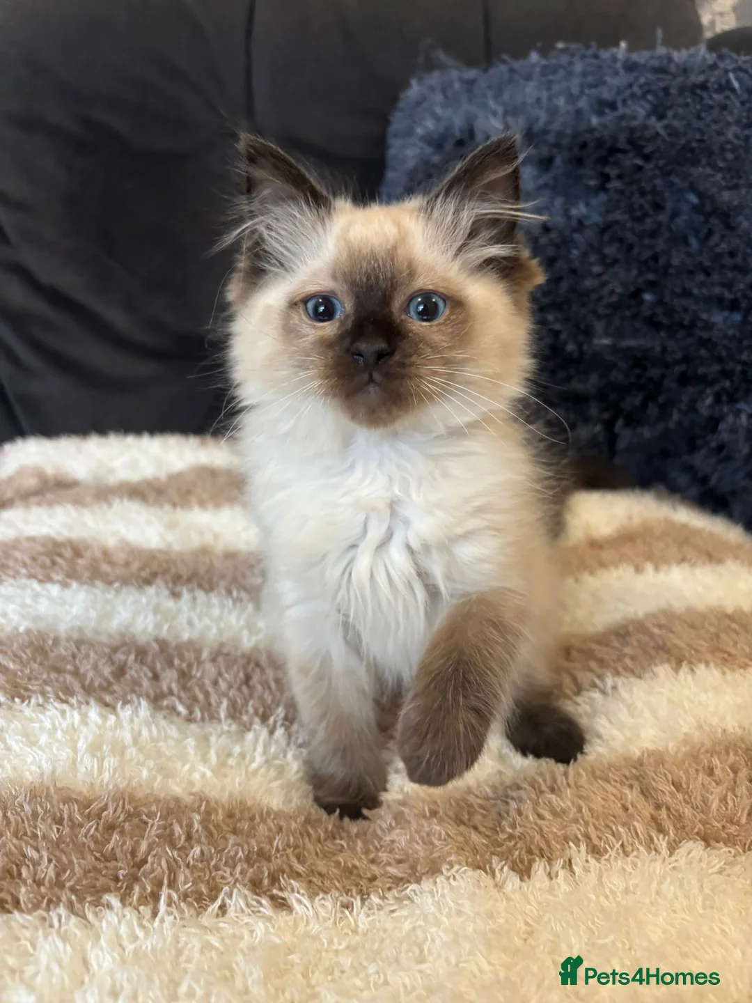 Ragdoll cats for sale: 4 male Ragdoll kittens - Advert 8