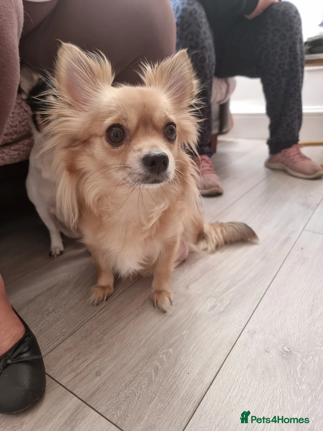 Chihuahua dogs for sale: Chuhuahua  - Advert 1