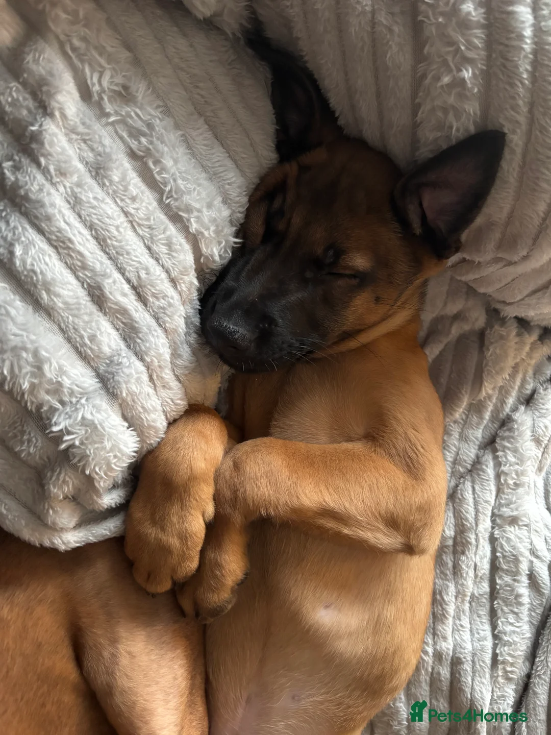 Belgian Shepherd Dog dogs for sale: Belgian Mallinois puppy  - Advert 6