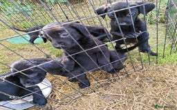 Labrador Retriever dogs for sale: Labrador puppies  - Image 6