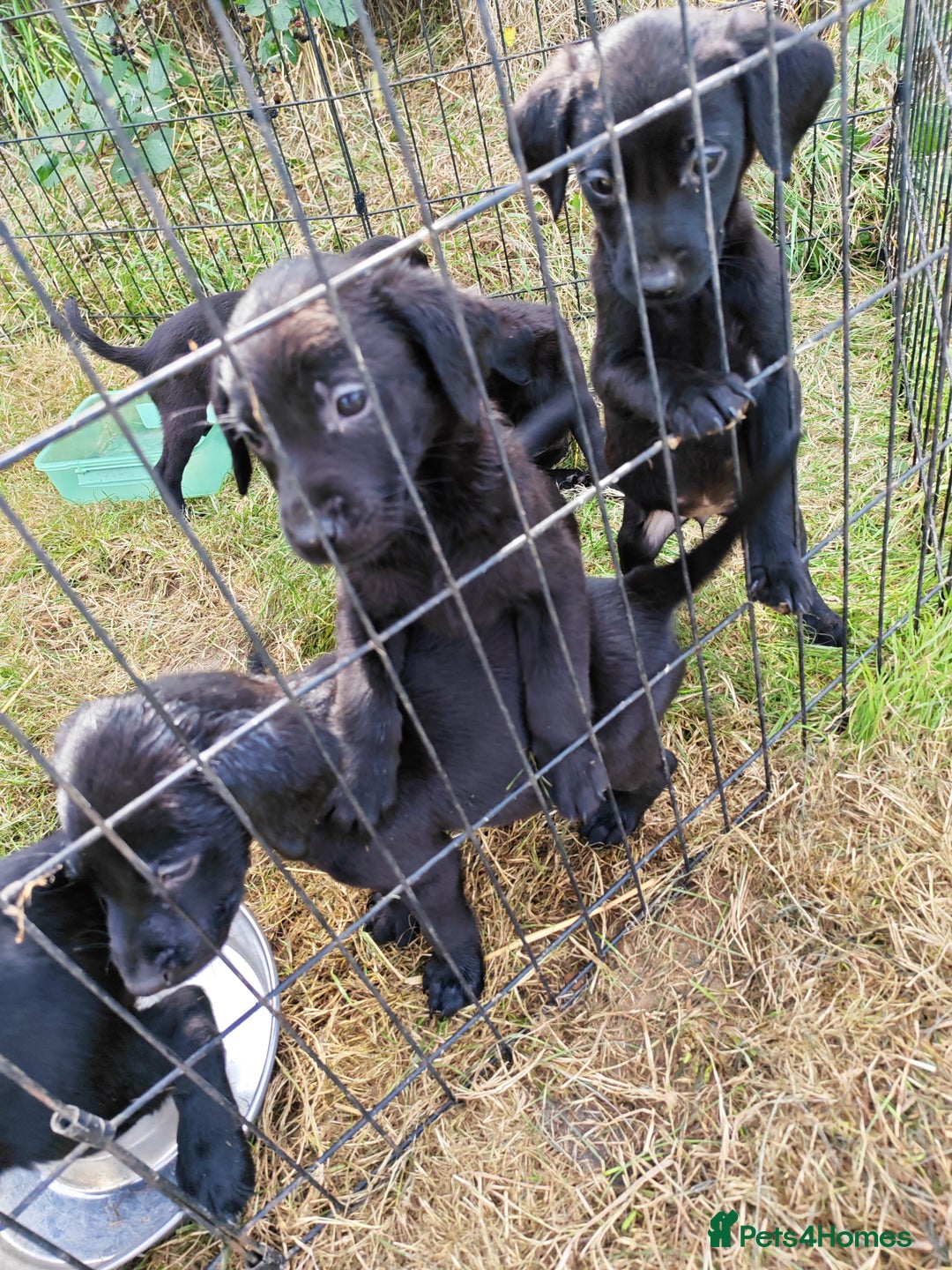 Labrador Retriever dogs for sale: Labrador puppies  - Image 6