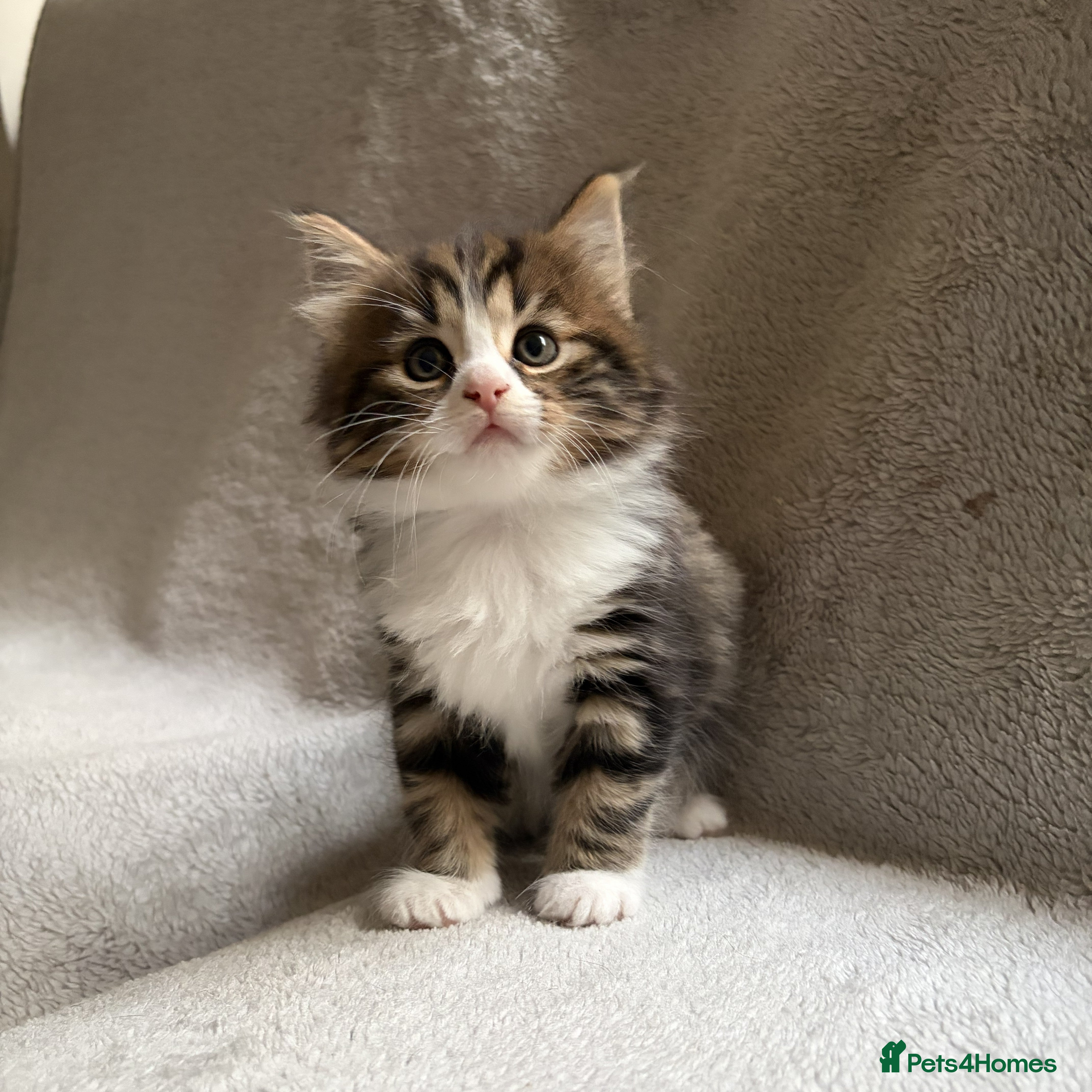 Mixed Breed cats Adorable Kittens Looking for Their Forever Home - Advert 1