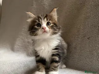 Mixed Breed cats Adorable Kittens Looking for Their Forever Home - Advert 1