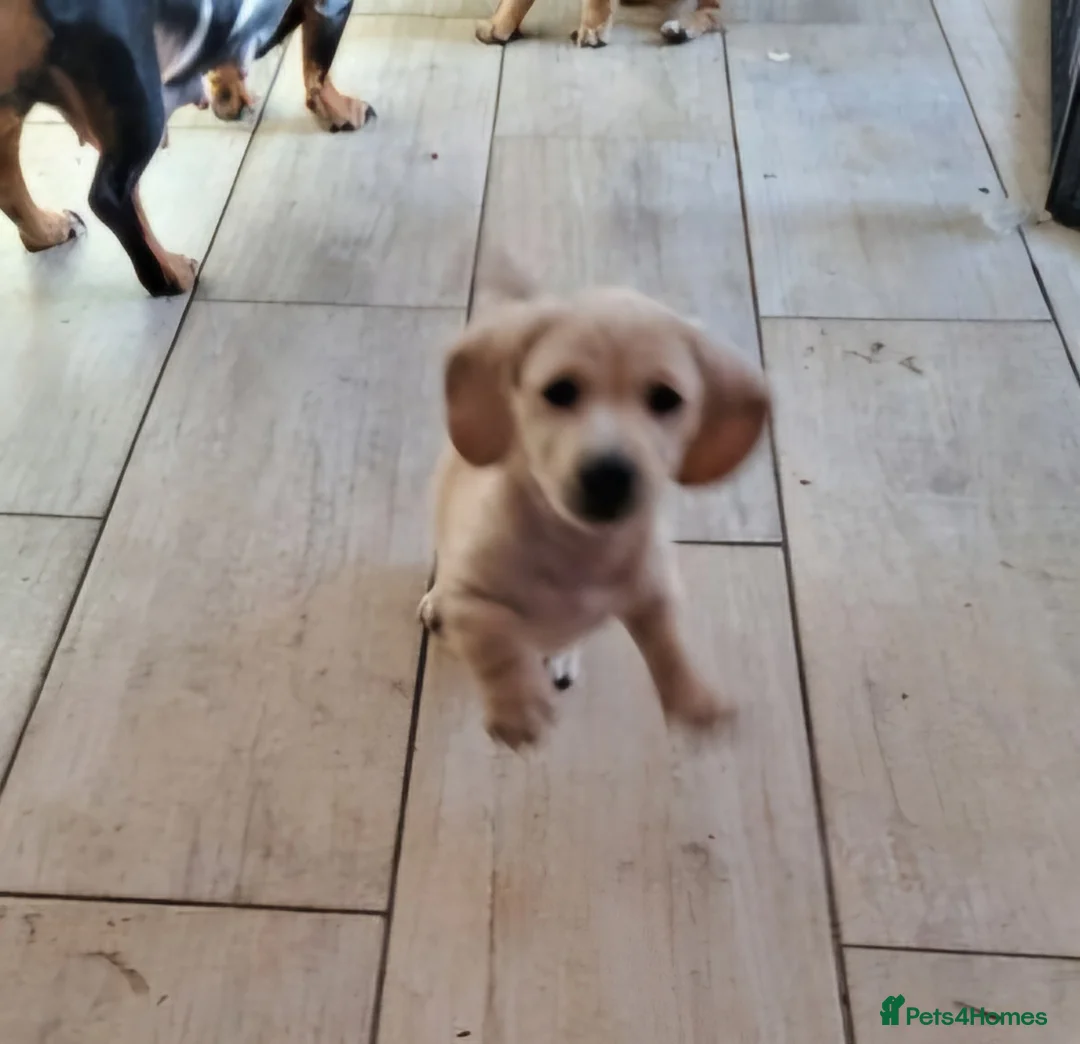 Miniature Dachshund dogs for stud: KC REG LONG HAIRED CREAM MINIATURE DACHSHUND STUD in Cambridge - Advert 39