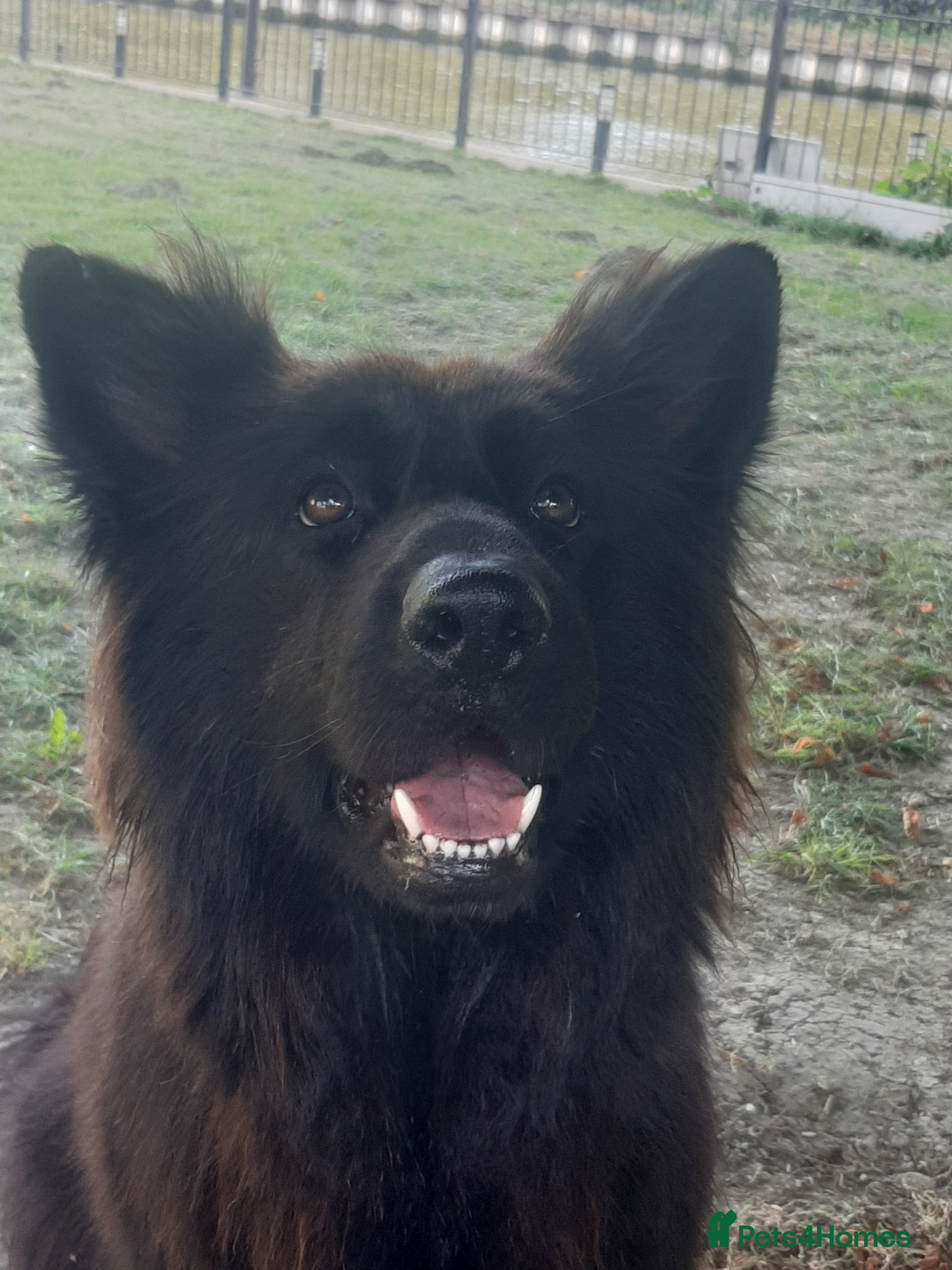 German Shepherd dogs PGS long coat puppy ready to move at a new home - Advert 2