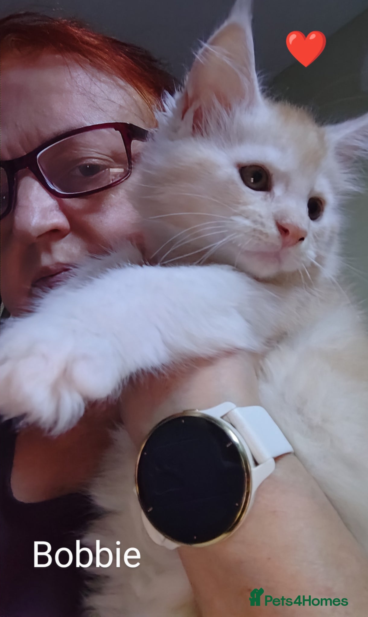 Maine Coon cats for sale: Maine coon boy kitten GCCF pedigree - Advert 7