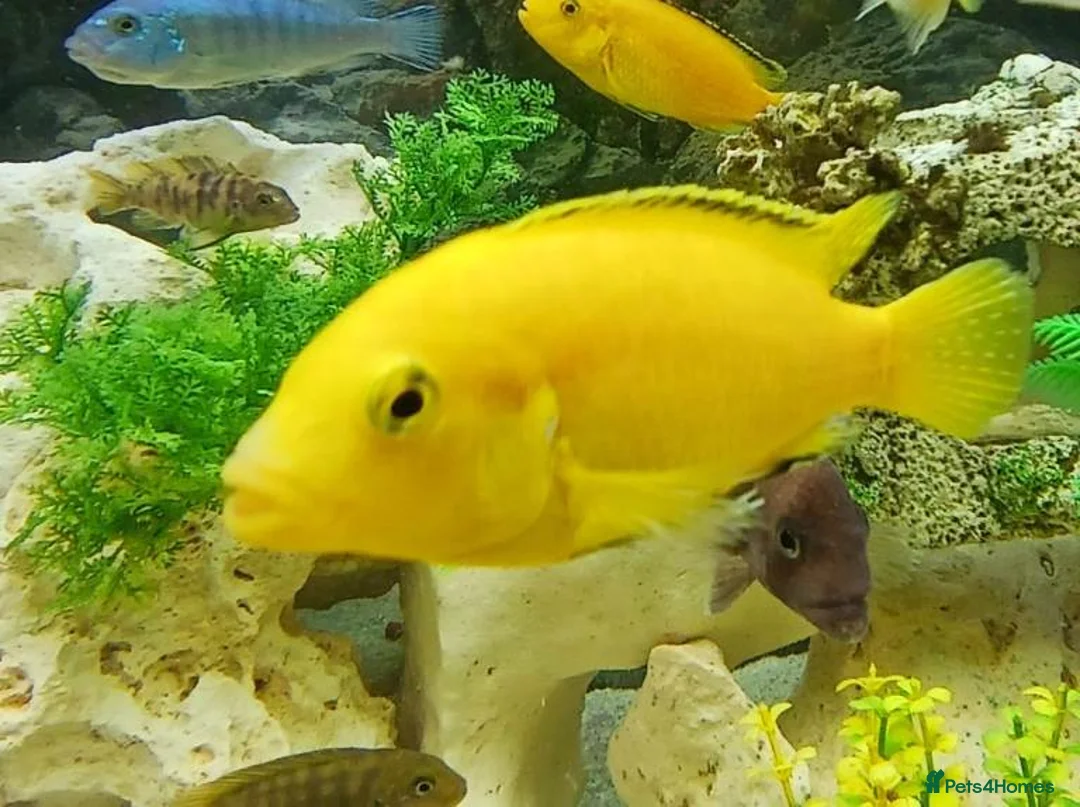 Cichlids fish for sale: African cichlids - Advert 1