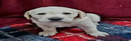 Labrador Retriever dogs for sale: Retriever Labrador - Advert 4