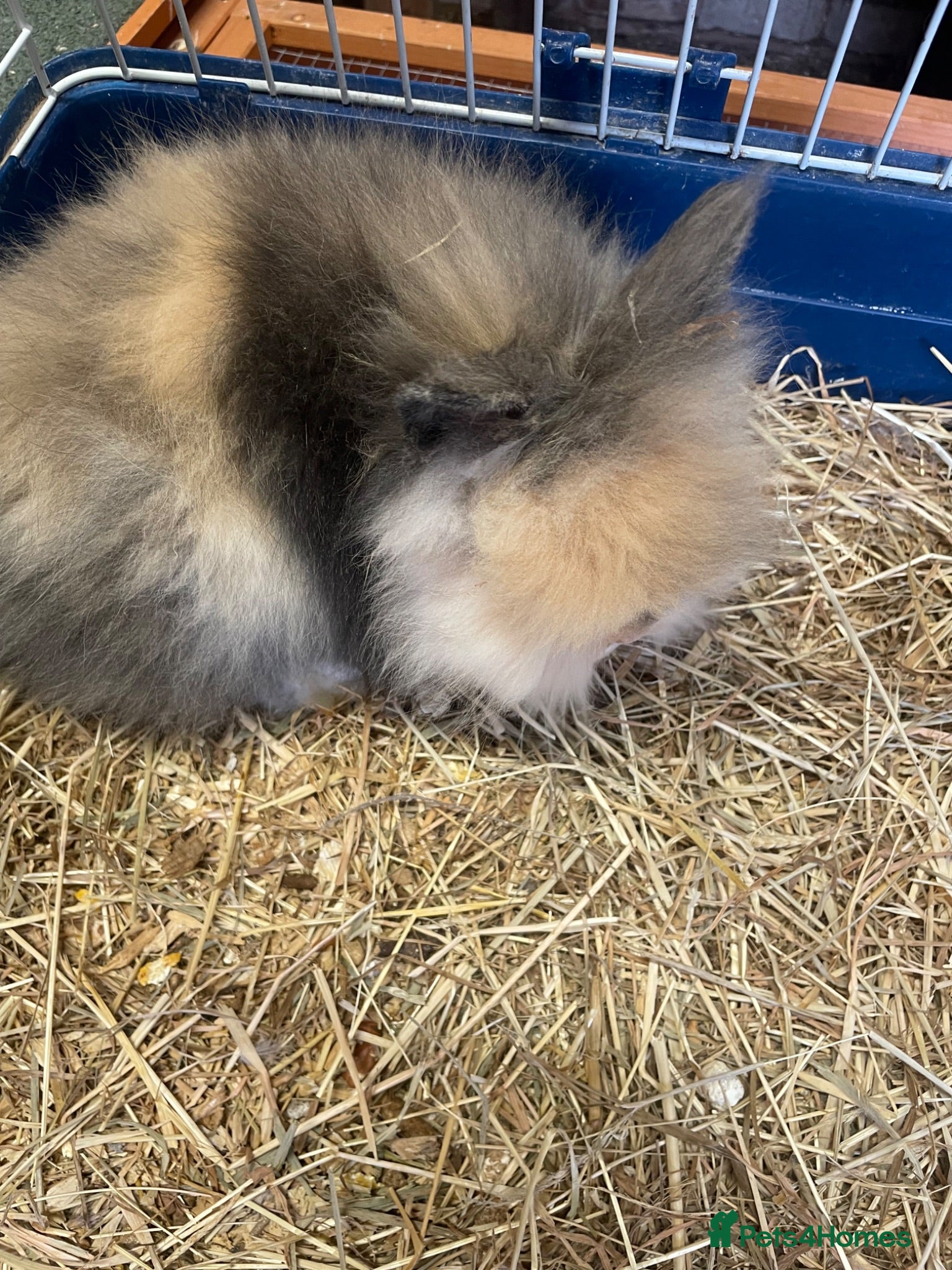 Lionhead rabbits Rare Tri Coloured Double Main Lionhead Bunny  - Advert 2