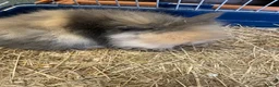 Lionhead rabbits for sale: Rare Tri Coloured Double Main Lionhead Bunny  - Advert 2
