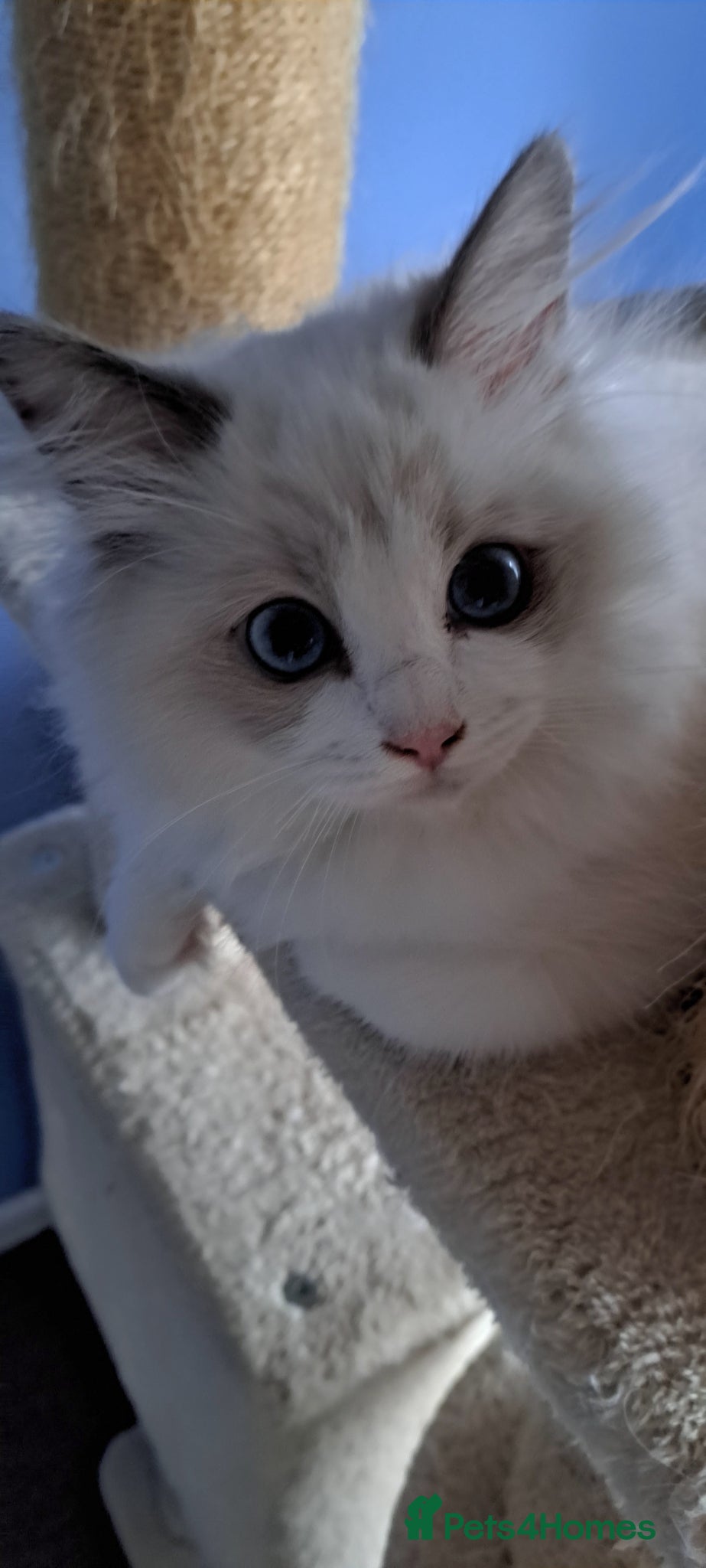 Ragdoll cats for sale: GCCF registered Ragdoll kittens 🐈 - Advert 1