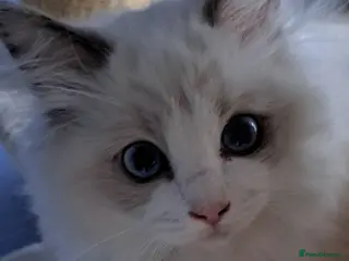 Ragdoll cats for sale: GCCF registered Ragdoll kittens đ - Advert 1