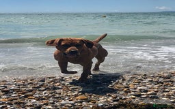 Labrador Retriever dogs for sale: ***LAST 2 BLACK & FOX RED BOYS*** - Image 11