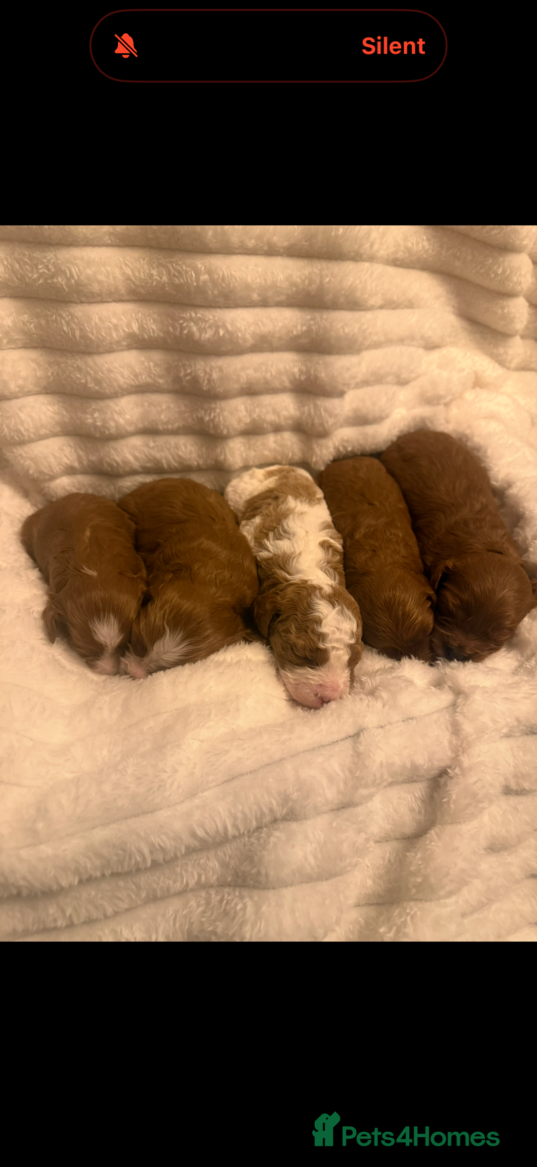 Cavapoo dogs for sale: Beautiful cavapoo puppies  - Advert 8