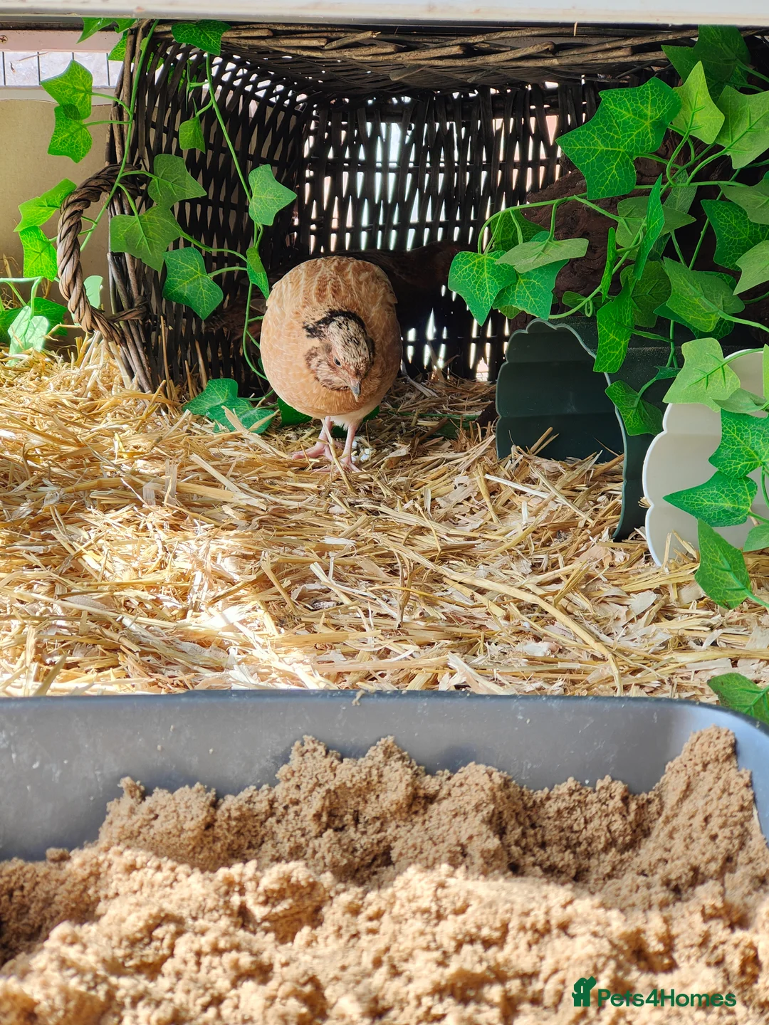 Quail poultry for sale: Two quails - jumbo female, coturnix male - Advert 9