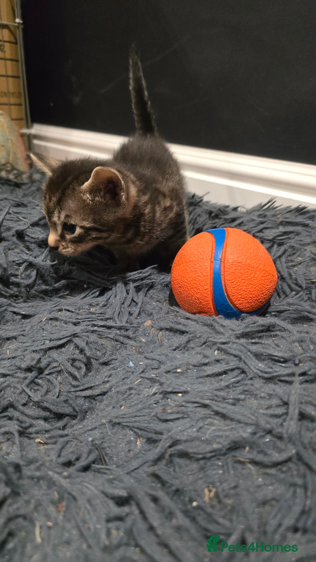 Bengal cats for sale: Bengal x tabby kittens - Image 4
