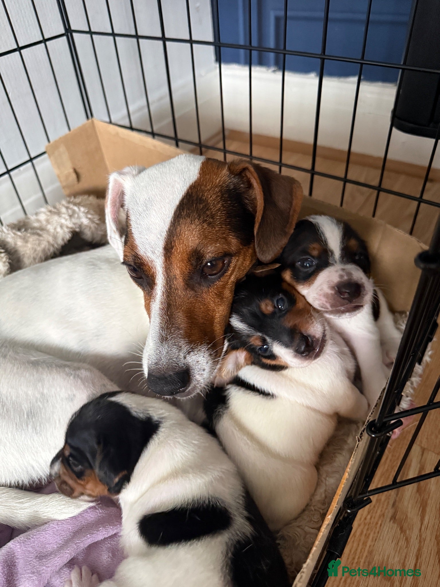Jack Russell dogs 3 beautiful Jack Russell puppies - Advert 2