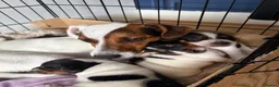 Jack Russell dogs for sale: 3 beautiful Jack Russell puppies - Advert 1