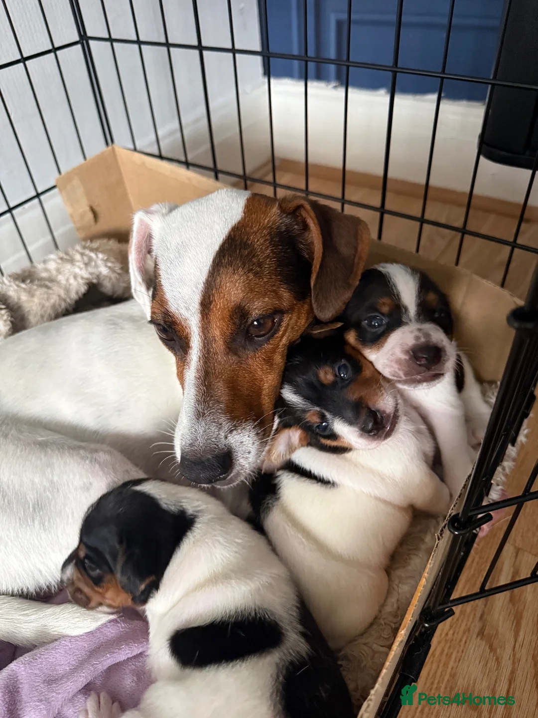 Jack Russell dogs for sale: 3 beautiful Jack Russell puppies - Advert 1