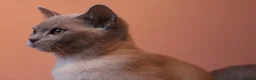 Burmese cats for sale: Beautiful Healthy Burmese  - Advert 19