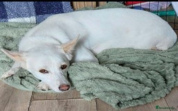 Mixed Breed dogs for adoption: 🐾 Whitey 🐾 - Image 2