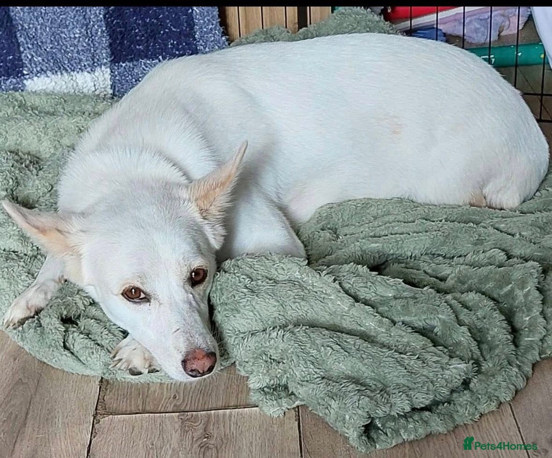 Mixed Breed dogs for adoption: 🐾 Whitey 🐾 - Image 2